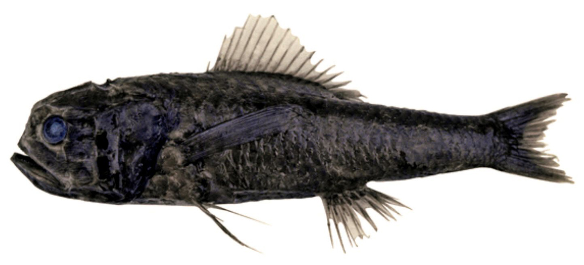 Melamphaes suborbitalis_04.jpg